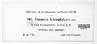 Fusoma triseptatum image